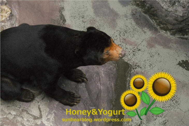 のいち動物公園　マレーグマ　ワンピイ