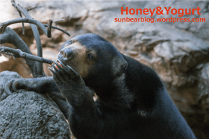 上野動物園　マレーグマ　モモコ