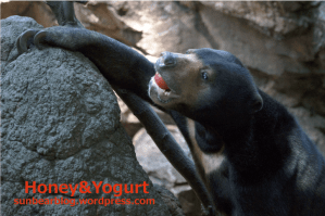 上野動物園　マレーグマ　モモコ