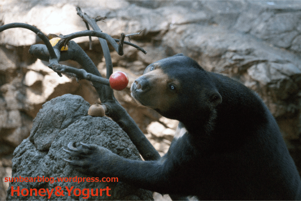 上野動物園　マレーグマ　モモコ