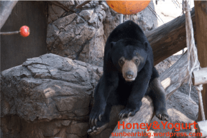 上野動物園　マレーグマ　フジ