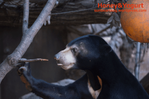 上野動物園　マレーグマ　フジ