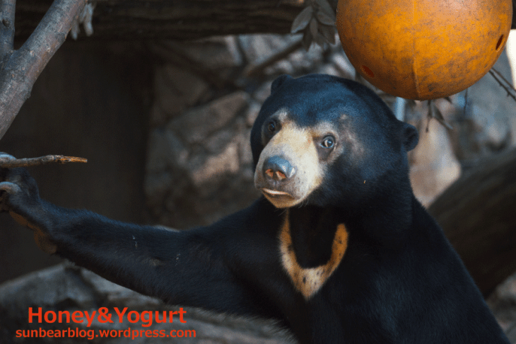 上野動物園　マレーグマ　フジ