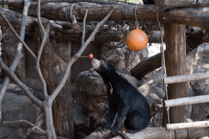 上野動物園　マレーグマ　フジ