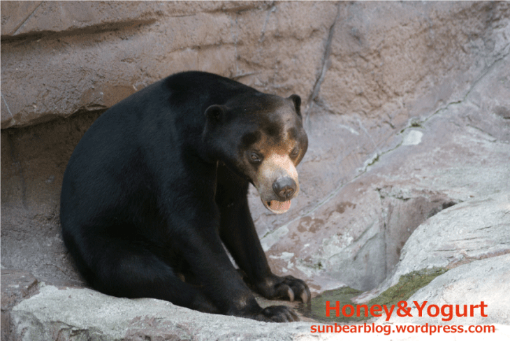 天王寺動物園 マレーグマ マーズ
