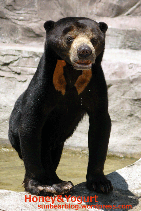 天王寺動物園 マレーグマ マーズ