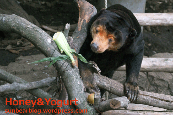 上野動物園　マレーグマ　キョウコ