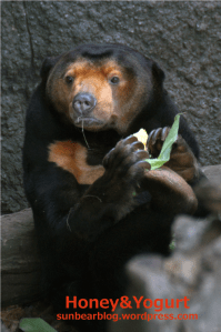 上野動物園　マレーグマ　キョウコ