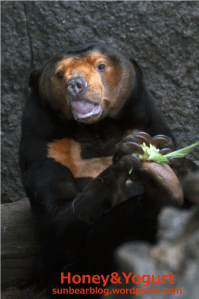 上野動物園　マレーグマ　キョウコ