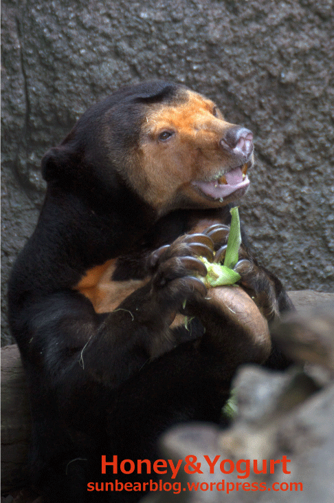 上野動物園　マレーグマ　キョウコ