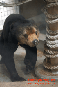 福岡市動物園　マレーグマ　マチ