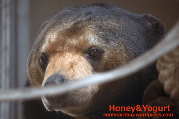 福岡市動物園　マレーグマ　マチ