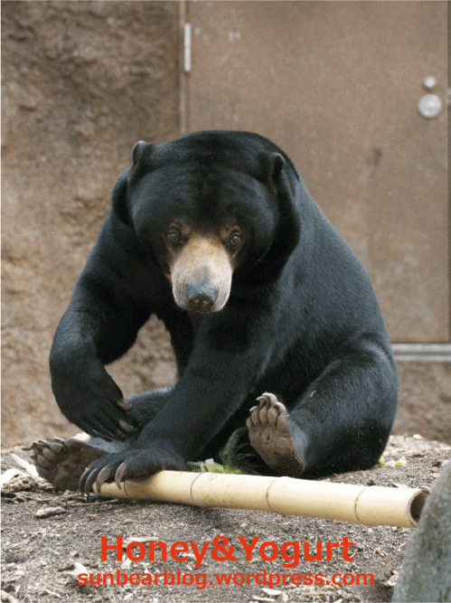 円山動物園　マレーグマ　ウメキチ