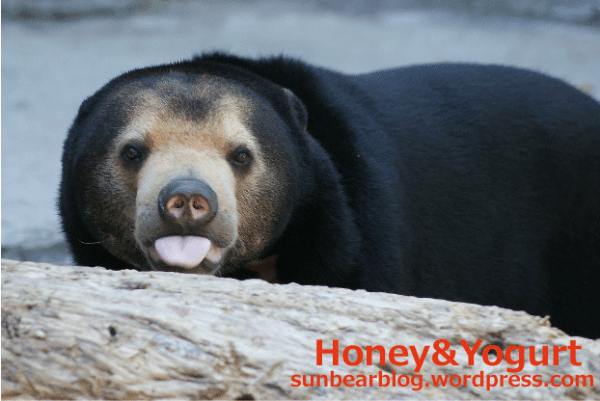 天王寺動物園　マレーグマ　マーサ