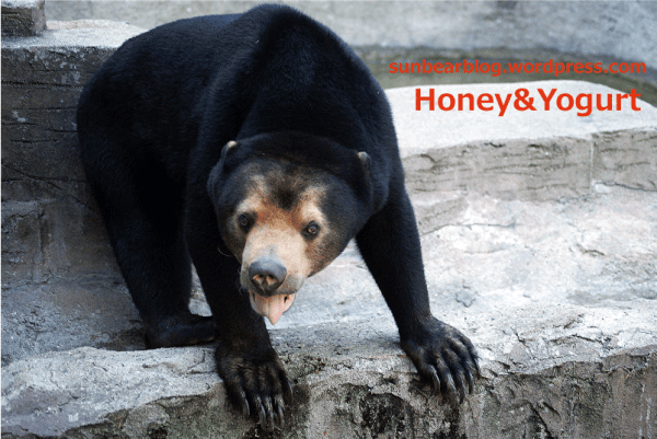 天王寺動物園　マレーグマ　マーサ