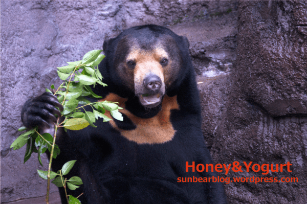 天王寺動物園　マレーグマ　マーサ