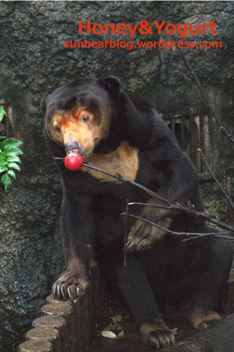 上野動物園　マレーグマ　キョウコ