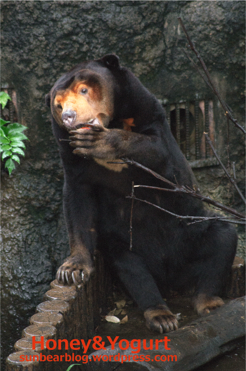 上野動物園　マレーグマ　キョウコ