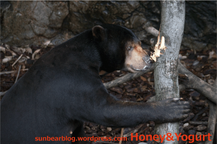 上野動物園　マレーグマ　アズマ