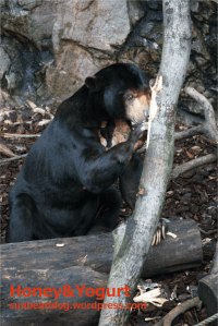 上野動物園　マレーグマ　アズマ
