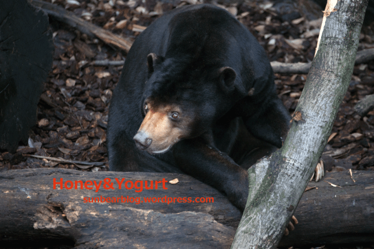 上野動物園　マレーグマ　アズマ