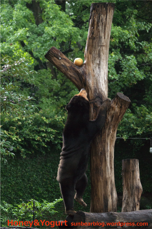 上野動物園　マレーグマ　キョウコ