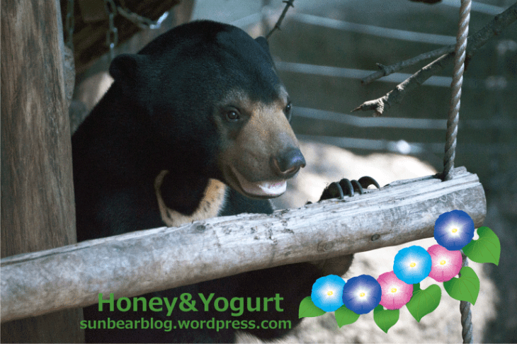 上野動物園　マレーグマ　フジ