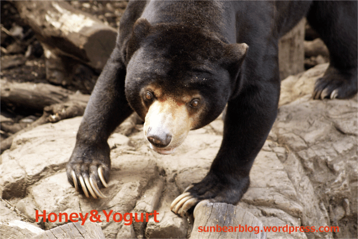 上野動物園　マレーグマ　アズマ