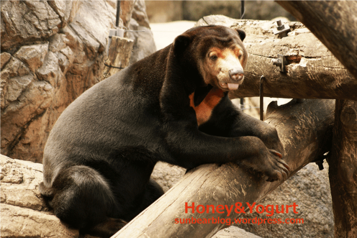上野動物園　マレーグマ　キョウコ