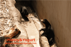 上野動物園　マレーグマ　アズマ　キョウコ