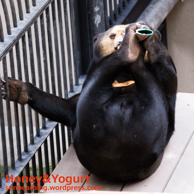 福岡市動物園　マレーグマ　マチ