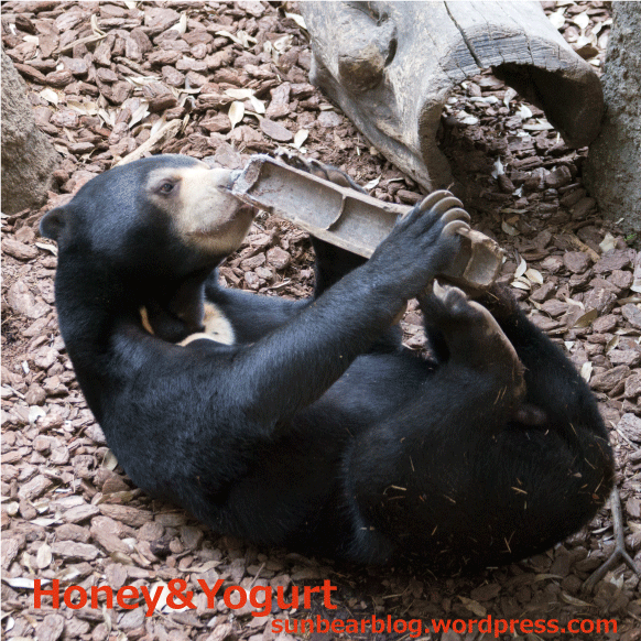 上野動物園　マレーグマ　フジ