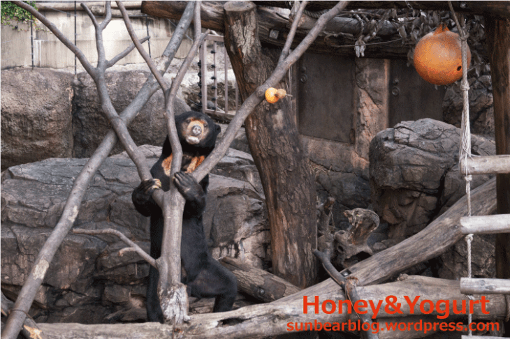 上野動物園 マレーグマ アズマ