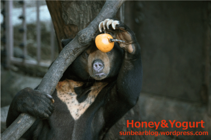 上野動物園 マレーグマ アズマ