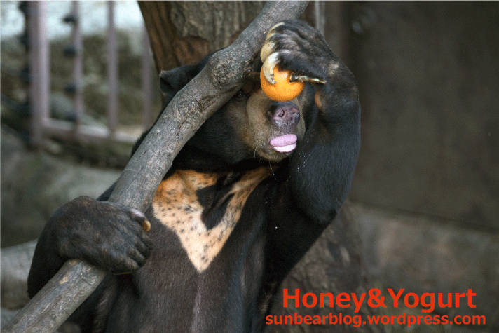 上野動物園 マレーグマ アズマ