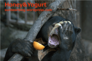 上野動物園 マレーグマ アズマ