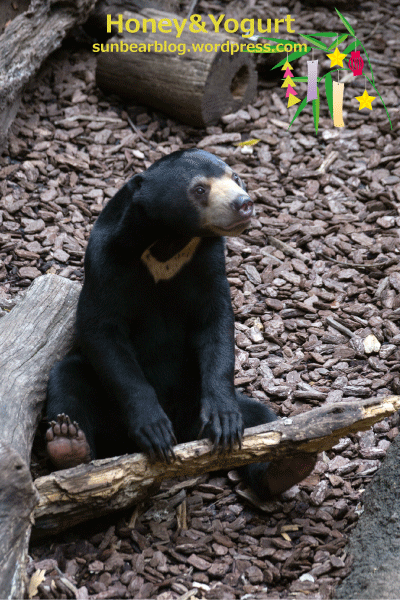 上野動物園　マレーグマ　フジ