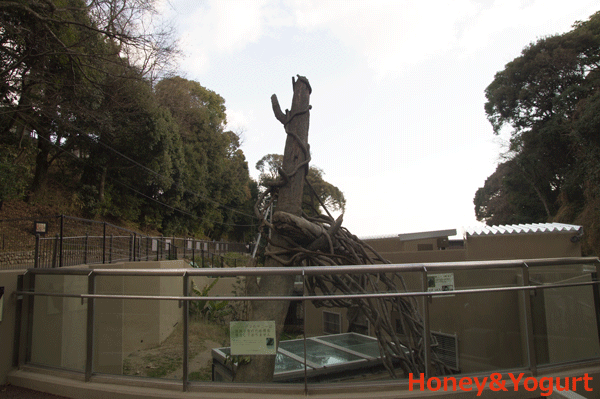 福岡市動物園　マレーグマ舎
