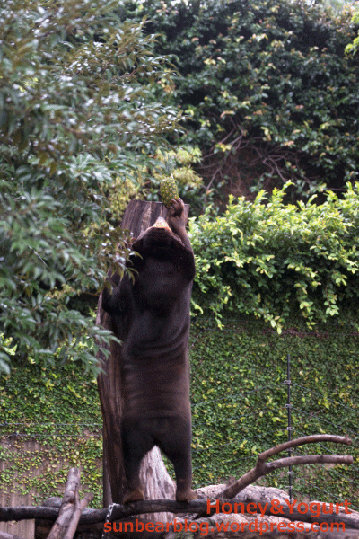 上野動物園　マレーグマ　キョウコ