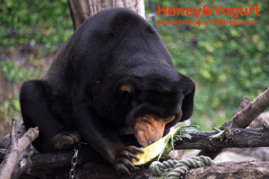 上野動物園　マレーグマ　キョウコ