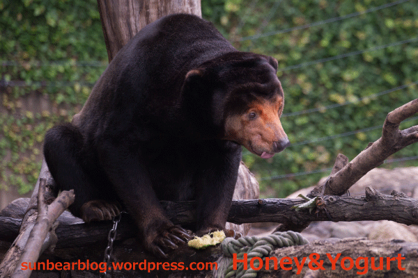 上野動物園　マレーグマ　キョウコ