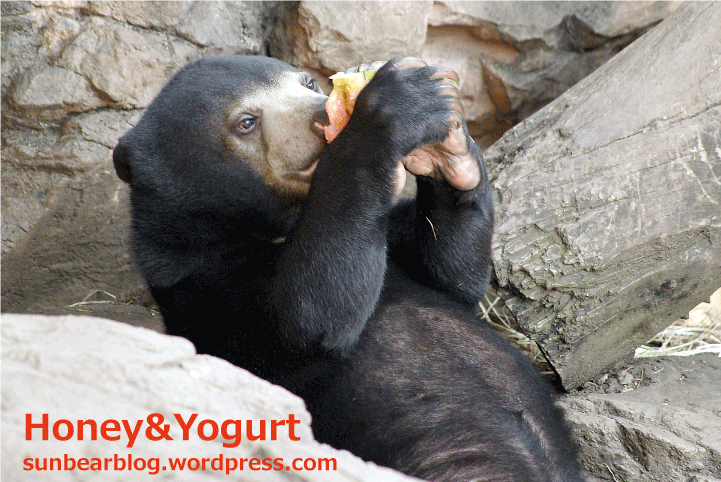 マレーグマ ウメキチ 2010年