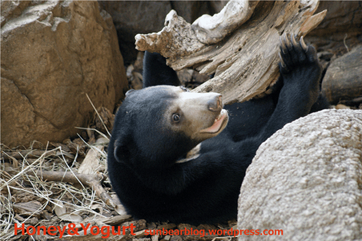 マレーグマ ウメキチ