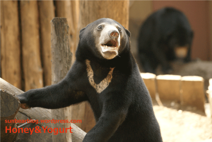 マレーグマ ウメキチ