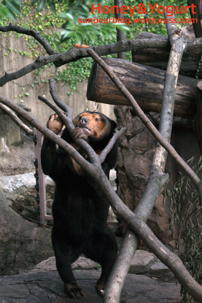 上野動物園　マレーグマ　キョウコ