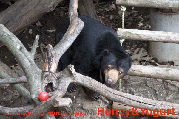 上野動物園　マレーグマ　モモコ