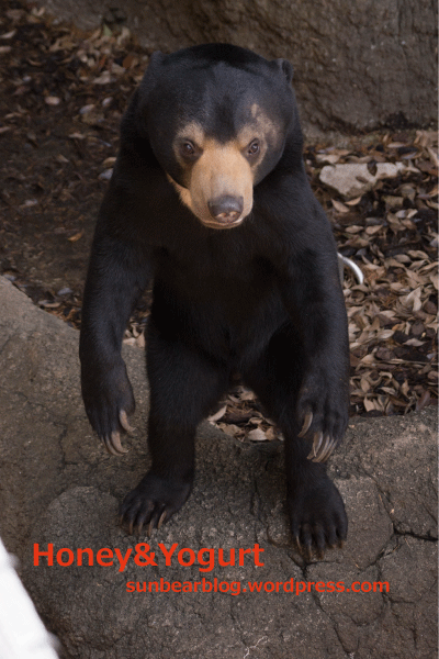 上野動物園　マレーグマ　フジ