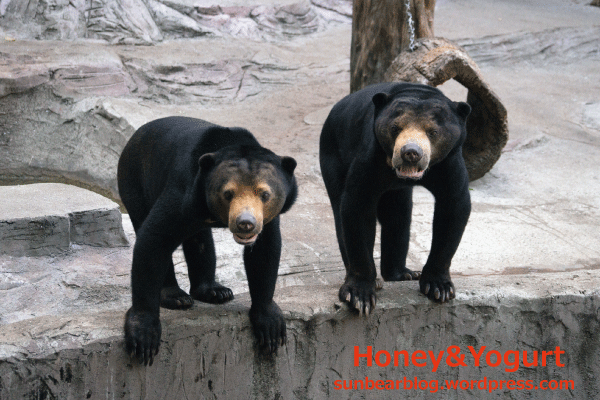 天王寺動物園　マレーグマ　マーズ　マーサ