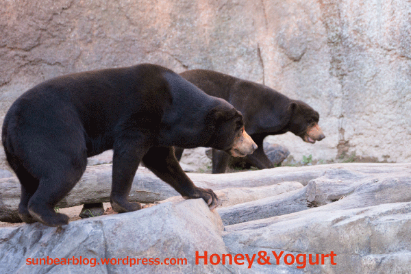 平川動物公園　マレーグマ　アトム　ウラン