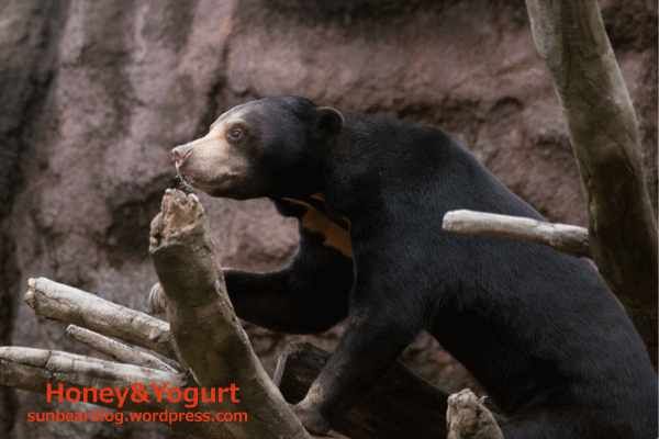 平川動物公園　マレーグマ　ハニイ
